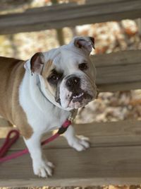 Portrait of dog standing on wood
