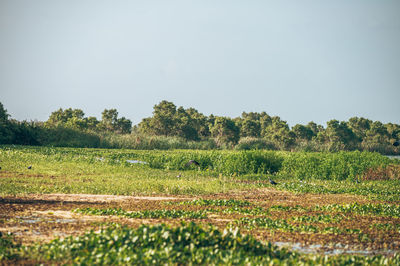 Scenic view of field against clear sky