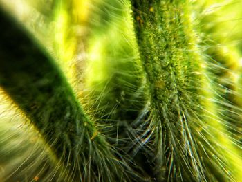 Close-up of cactus plant