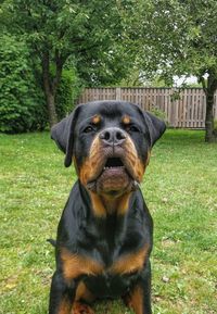 Portrait of dog sitting on grass