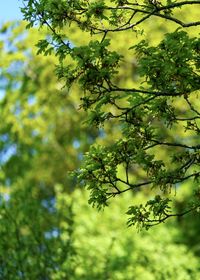Low angle view of plant growing on tree