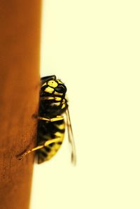 Close-up of housefly