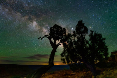 Trees against sky at night