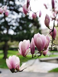 Close-up of pink magnolia flowers