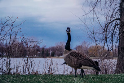 Bird on a field