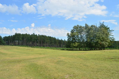 Trees on field against sky