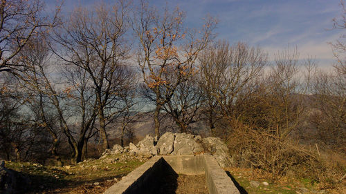 Close-up of bare trees against sky