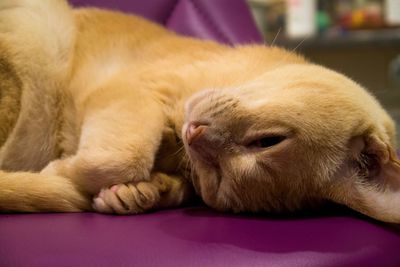 Close-up of cat sleeping at home