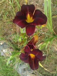 Close-up high angle view of flower