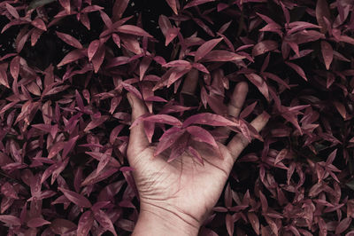 Close-up of human hand against red leaves