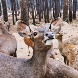 Close-up portrait of deer in zoo