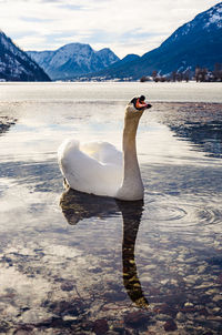 View of swan in lake against mountain