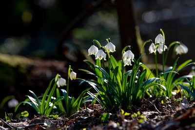 Close-up of white flowering plants