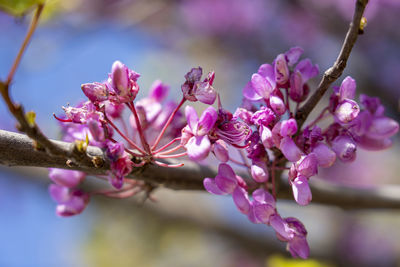 Close-up of pink cherry blossom tree