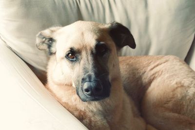 Close-up portrait of a dog at home