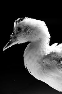 Close-up of seagull against black background