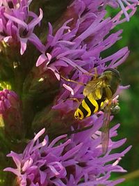 Close-up of honey bee on purple flowers