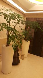 Potted plants on table at home