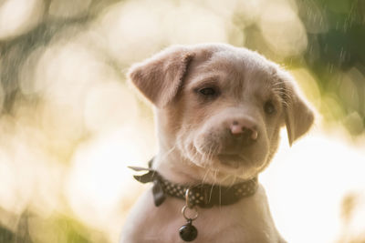 Close-up portrait of puppy