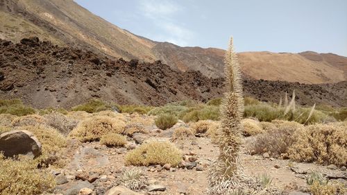 Scenic view of desert against sky