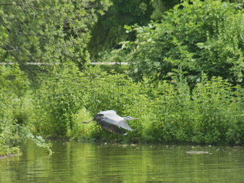 Bird flying over lake against trees