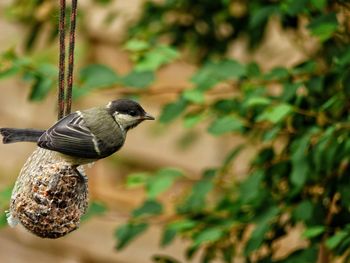 Close-up of bird perching outdoors