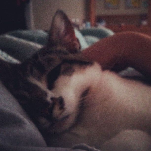 indoors, close-up, home interior, bed, selective focus, domestic cat, sleeping, relaxation, pets, focus on foreground, cat, domestic animals, no people, lying down, animal themes, table, mammal, part of, home, one animal