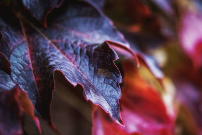 Close-up of dried maple leaves
