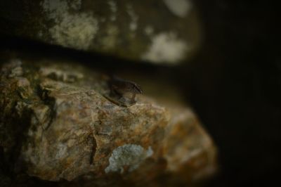 Close-up of rock