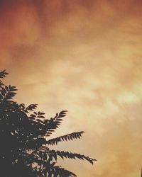 Low angle view of tree against sky at sunset