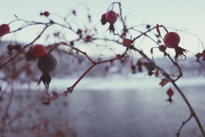 Close-up of fruits by lake against sky during winter