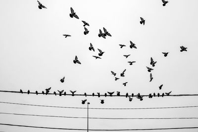 Low angle view of birds flying in the sky