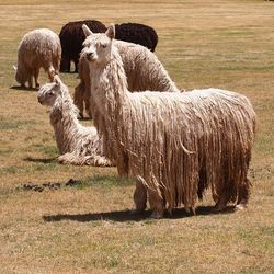 Sheep standing in a field