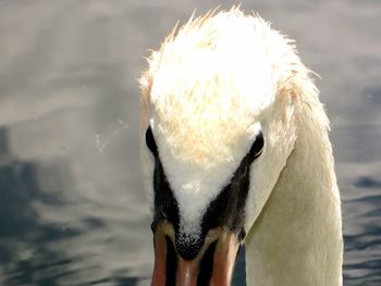 Close-up of swan in water