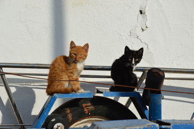 Cats sitting on tire against wall