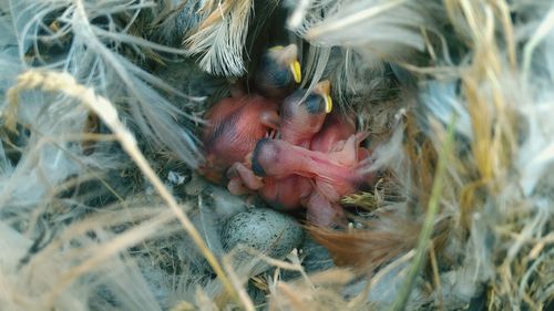 Close-up of birds in nest