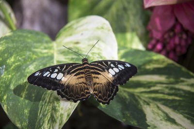 Close-up of butterfly pollinating flower