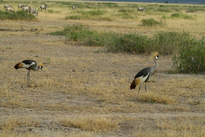 Side view of two birds on land