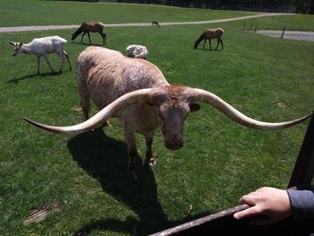 Sheep grazing in a field