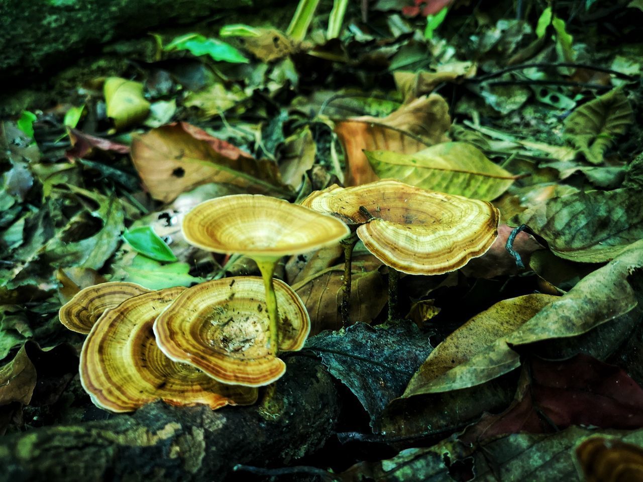 HIGH ANGLE VIEW OF MUSHROOMS ON FIELD