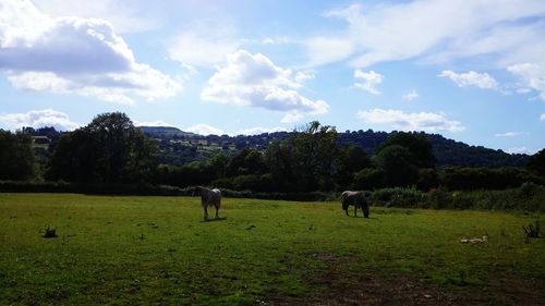 Cows grazing on field against sky