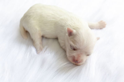 High angle view of a white dog