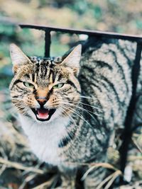 Close-up of a cat yawning