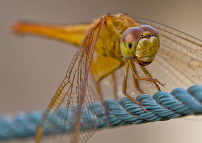 Close-up of insect