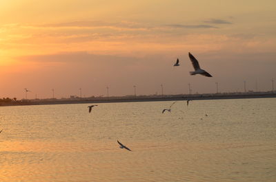 Bird flying over sea