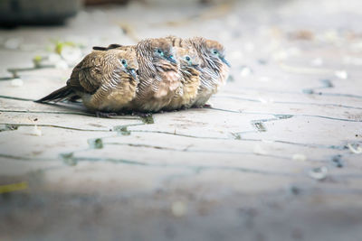 Zebra dove family together for warmth after rain stopped.