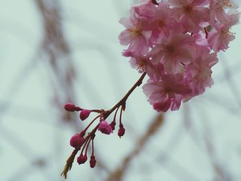 Close-up of pink cherry blossoms in spring