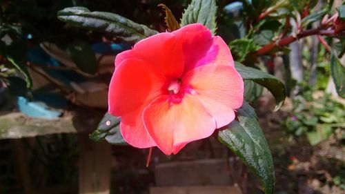 Close-up of pink hibiscus blooming outdoors