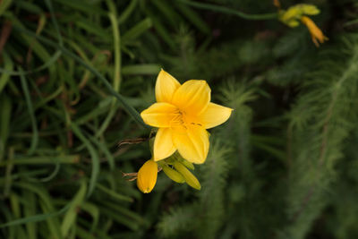 Close-up of yellow flower blooming outdoors