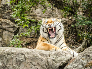 Tiger lying on rock